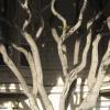 DSC_0009-Copier-