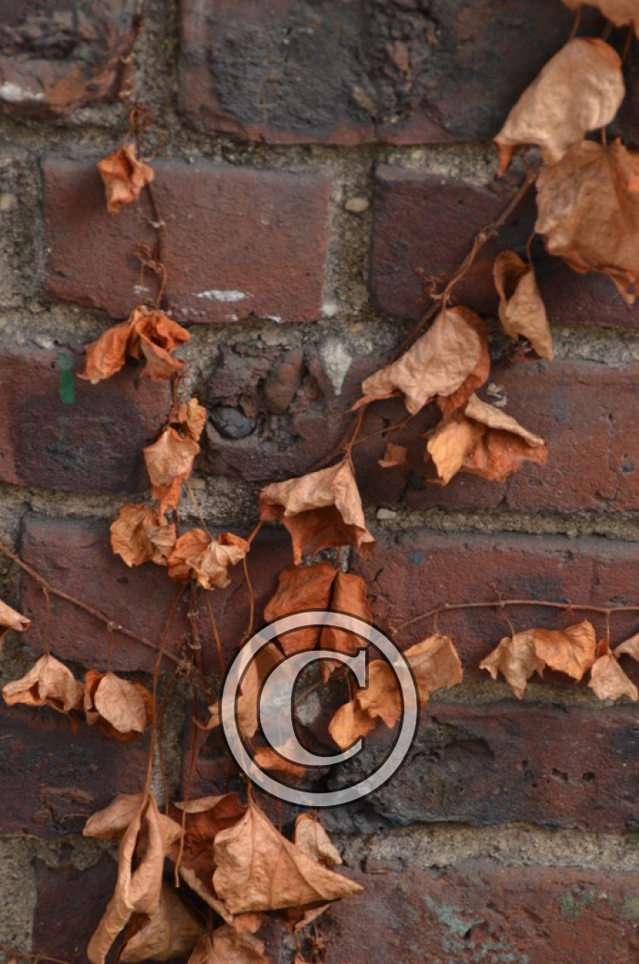 DSC_0012 light