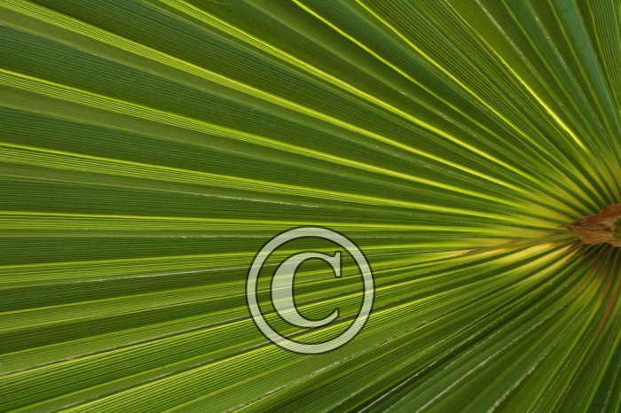 DSC_0135 light (2)