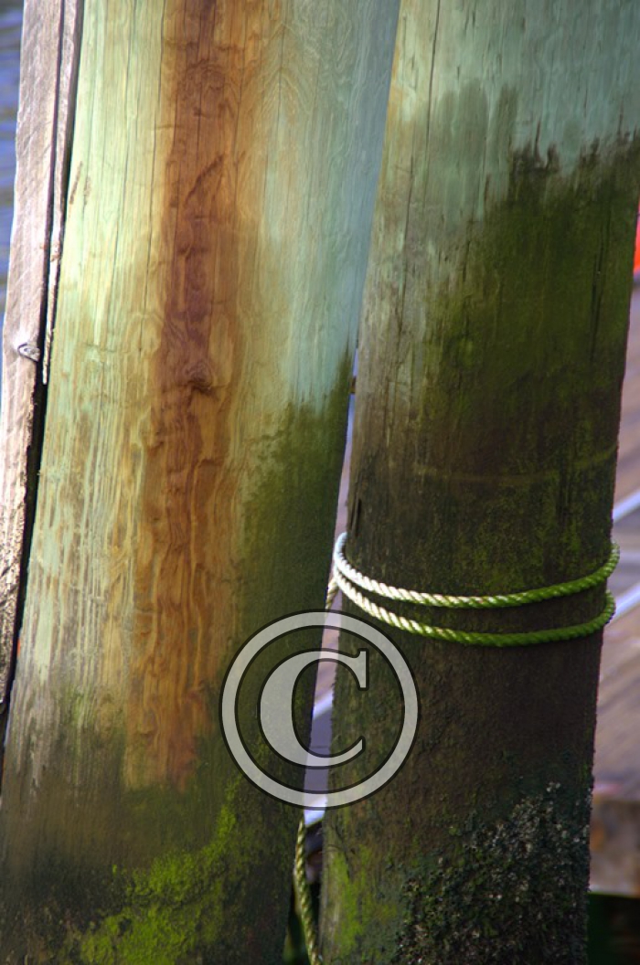 DSC_9697 light