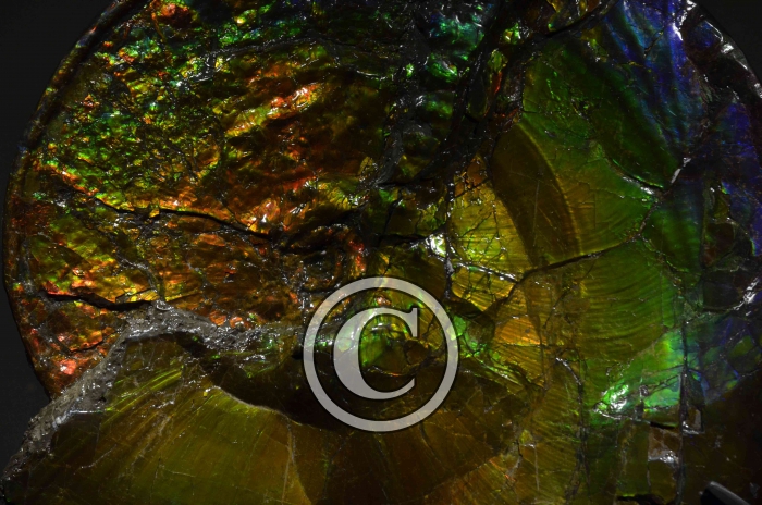 _DSC1864 (Copier)