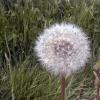 grainepisenlit-Copier-