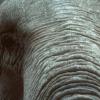 elephant-Copier-