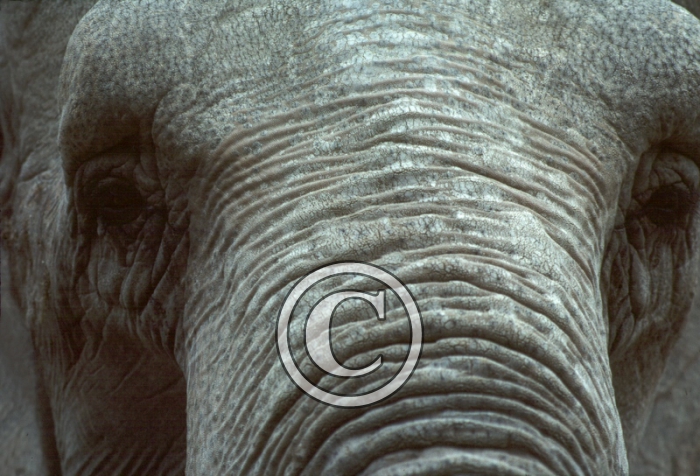 elephant-Copier-