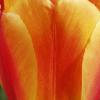 Fleurs