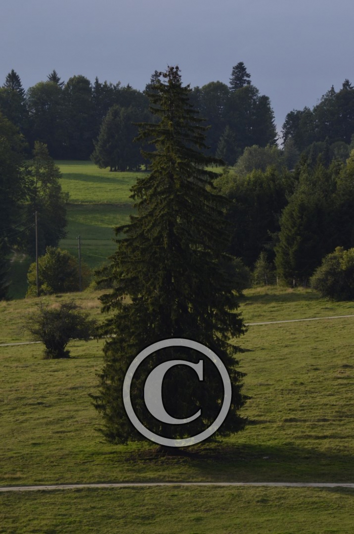 _DSC0936-Copier-