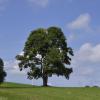 _DSC0961-Copier-