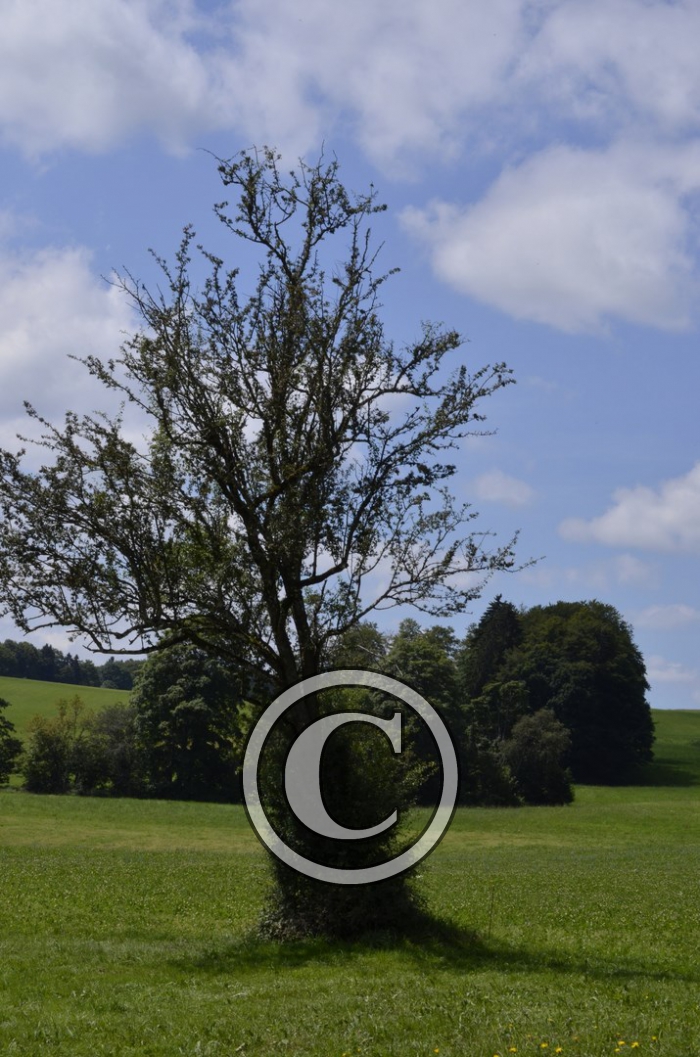 _DSC0969-Copier-