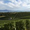 DSC_0115-Copier-