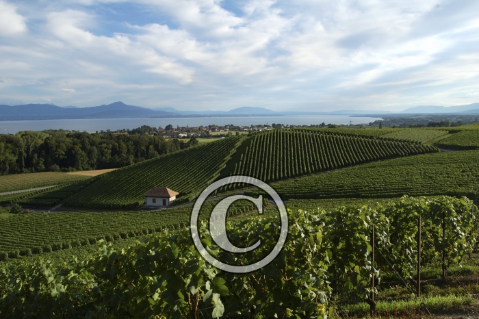 DSC_0115-Copier-