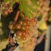 _DSC1460-Copier-