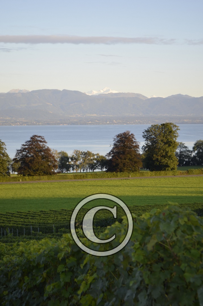 _DSC1481-Copier-
