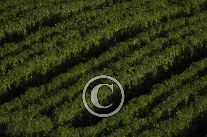 _DSC3494-Copier-