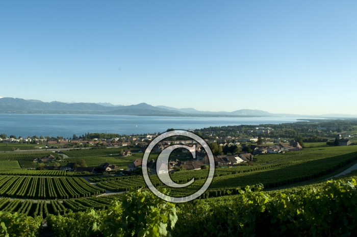 _DSC3514-Copier-