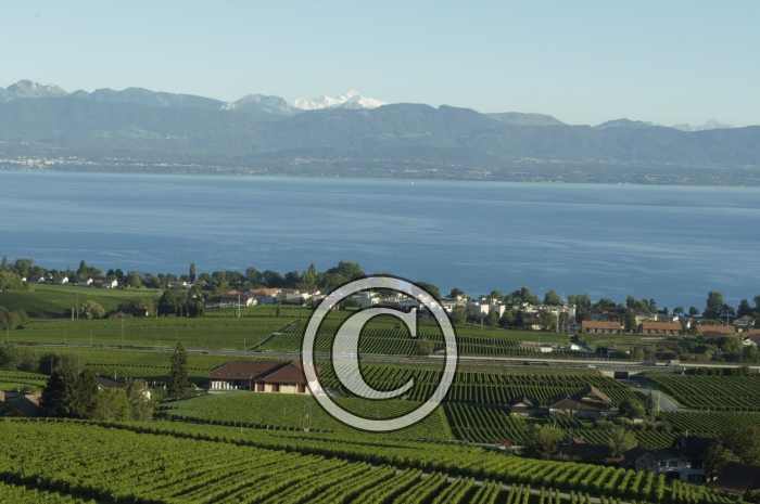 _DSC3518-Copier-