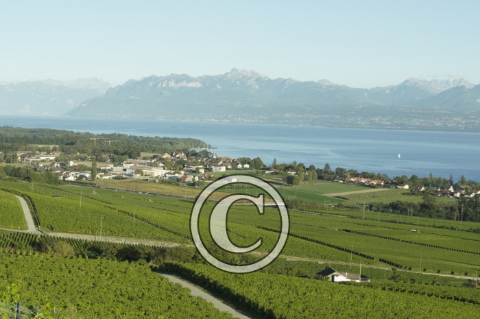 _DSC3520-Copier-