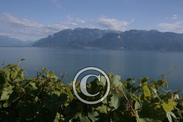 _MG_3615-Copier-