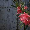 IMG_0375-Copier-