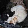 IMG_0472-Copier-
