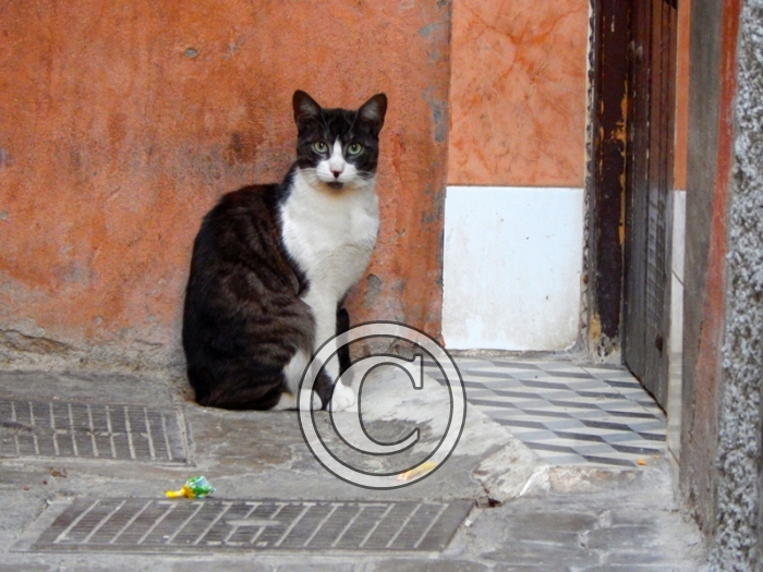 DSCN3894-Copier-