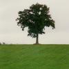 ARBRE-Copier-