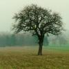 ARBRE2-Copier-