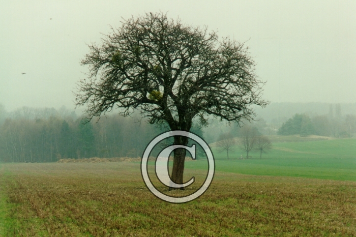 ARBRE2-Copier-