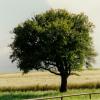 CHAMP9-Copier-
