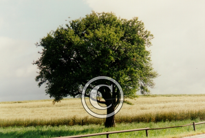 CHAMP9-Copier-