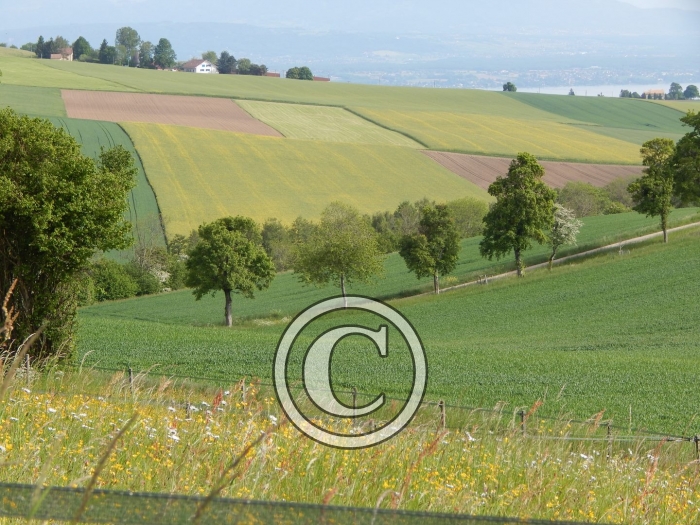 DSCN0205-Copier-
