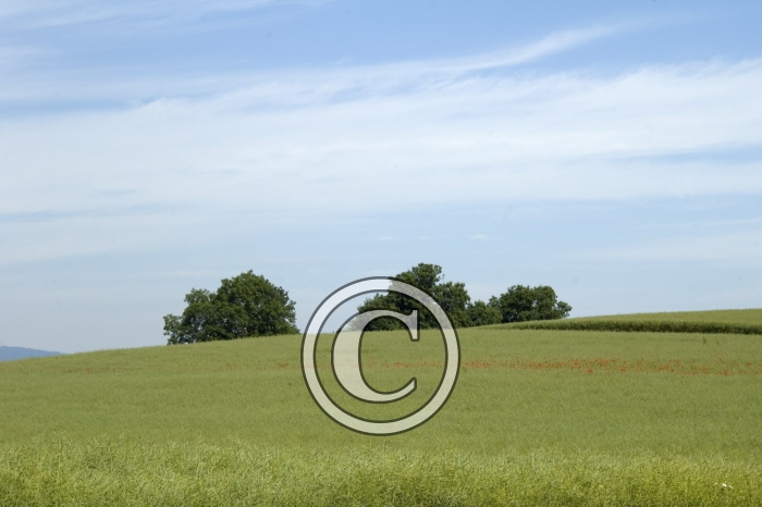 DSC_0001-Copier-