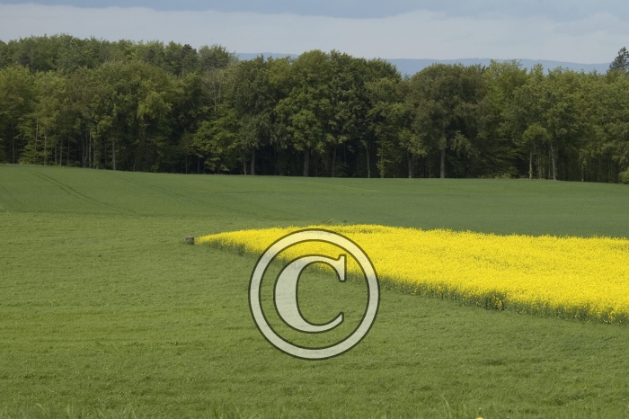 DSC_0108-Copier-
