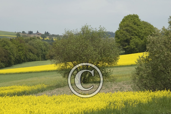 DSC_0110-Copier-