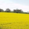 DSC_0117-Copier-