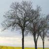 DSC_0123-Copier-