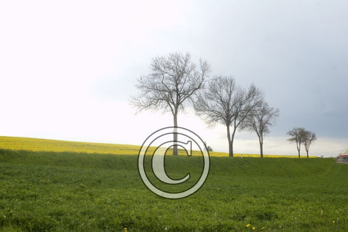 DSC_0125-Copier-