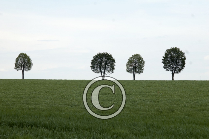 DSC_0136-Copier-
