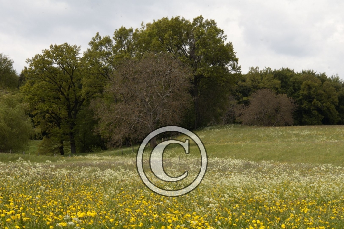 DSC_0153-Copier-