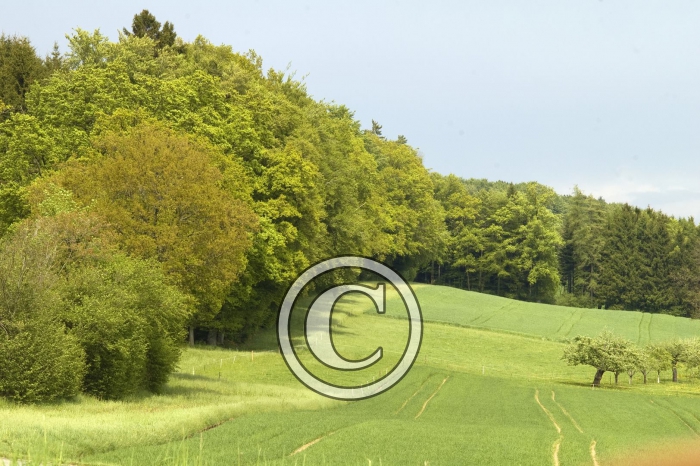 DSC_0154-Copier-