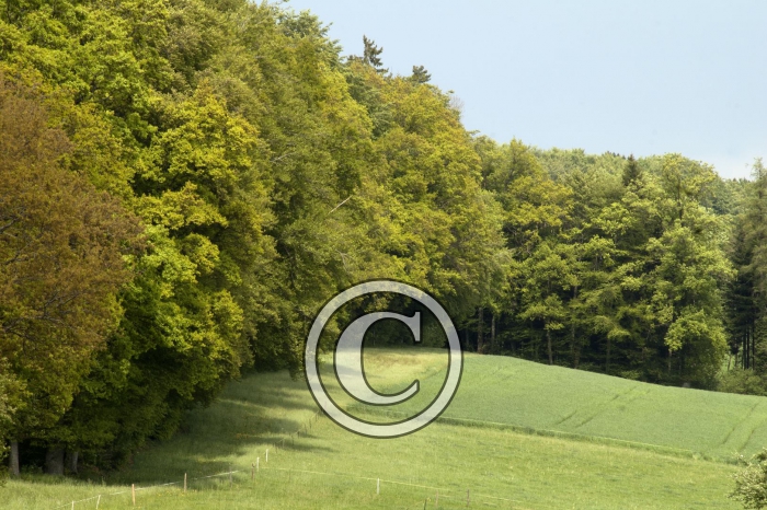 DSC_0155-Copier-