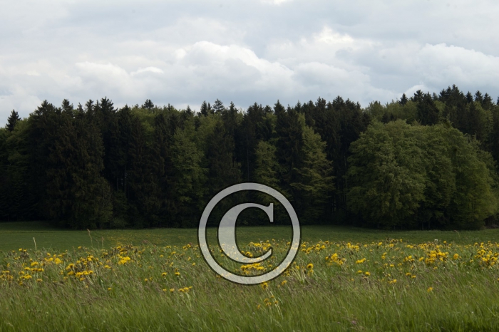 DSC_0156-Copier-