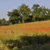 _DSC0063-Copier-