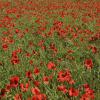 _DSC0074-Copier-