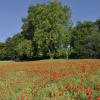 _DSC0080-Copier-
