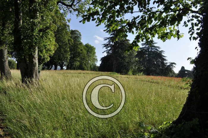 _DSC0087-Copier-