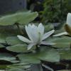 _DSC3096-Copier-