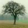 ARBRE3 light