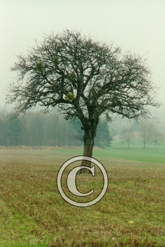 ARBRE3 light
