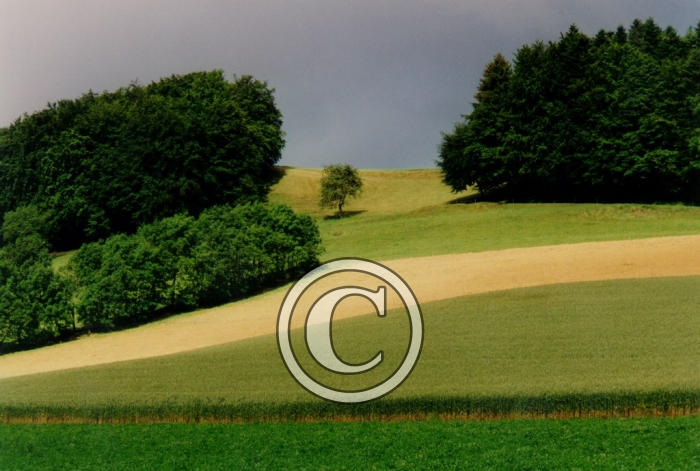 CHAMP1 light
