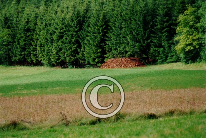 CHAMP2 light